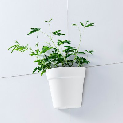 【半圓壁掛】塑膠花盆-創意牆面小盆栽 商品圖片 4